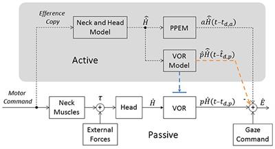 The Interaction of Pre-programmed Eye Movements With the Vestibulo-Ocular Reflex